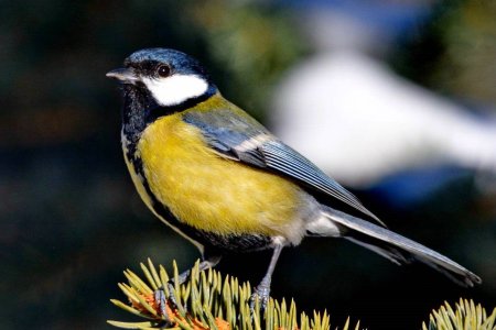 Синица Parus Major
