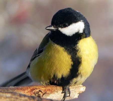 Синица американская