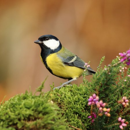 Синичка птица