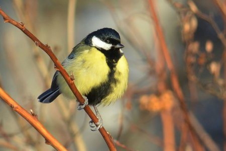 Большая синица и синица лазоревка