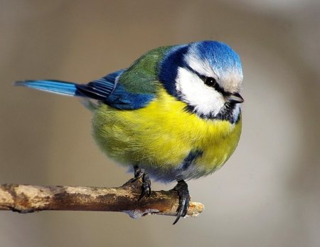 Синица лазоревка фото