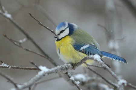 Синица лазоревка