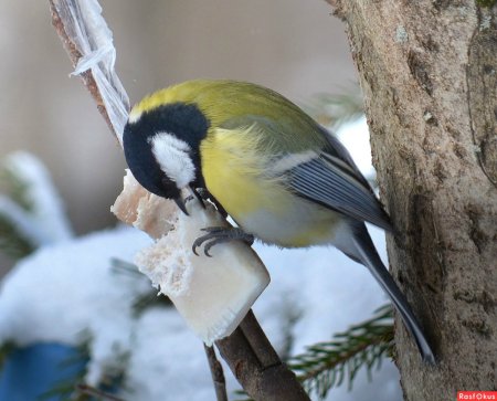 Большая синица и синица лазоревка