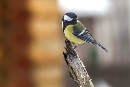 Птица синица большая