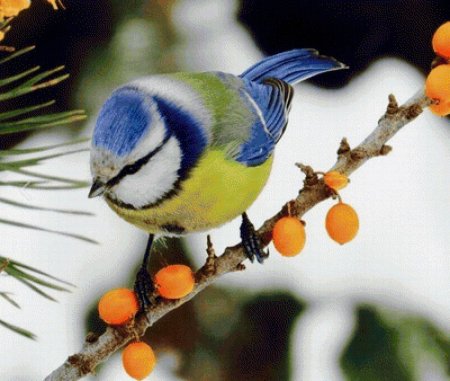 Желтогрудая лазоревка