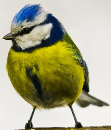 Синица лазоревка