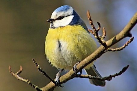 Птица лазоревка для детей