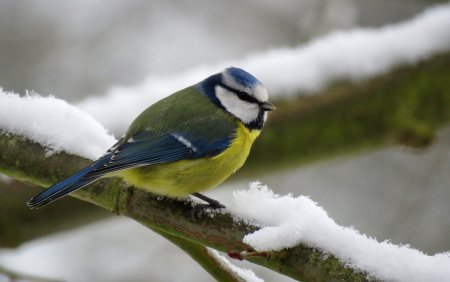 Синичка лазоревка