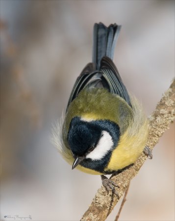 Птица синица Лазаревка