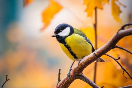 Зеленоспинная синица