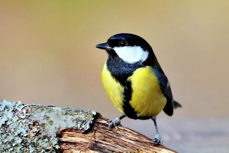 Изображение синицы