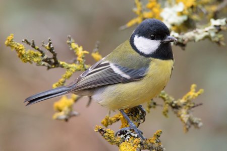 Большая синица и синица лазоревка