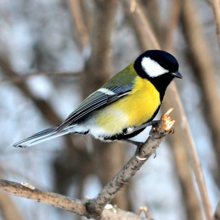 Желтогрудый Снегирь