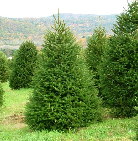 Ель европейская Picea Abies