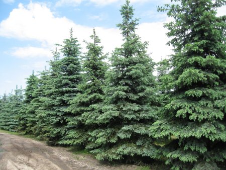 Пихта Сибирская аллея