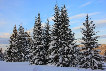 Ель Глена Сибирь