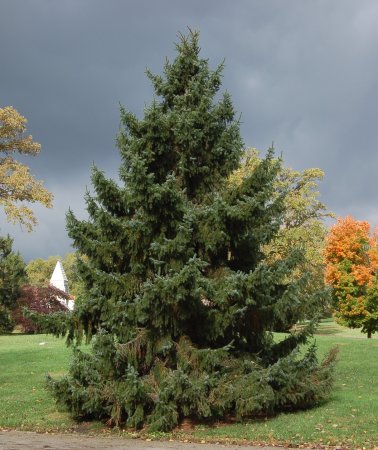 Picea Abies хвоя