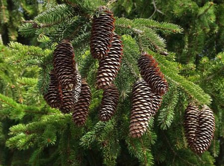 Ель Сибирская Picea obovata