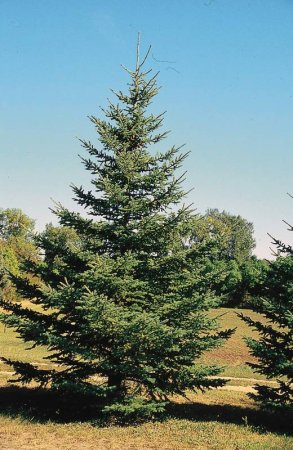 Ель красная Picea Rubens