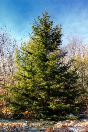 Ель красная Picea Rubens