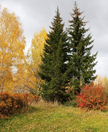 Ель в осеннем лесу