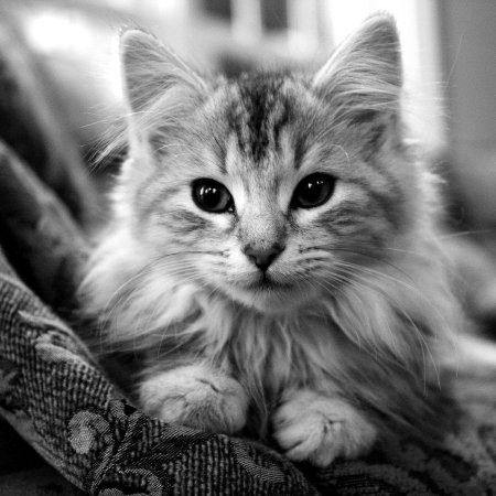 Милый котик