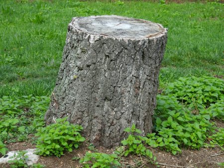 Пеньки деревьев
