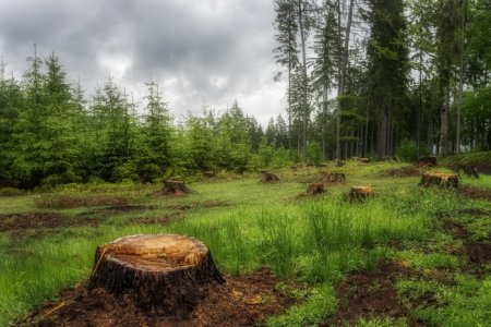 Пень в лесу Поляна