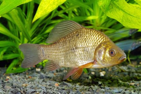 Серебряный карась (Carassius gibelio)