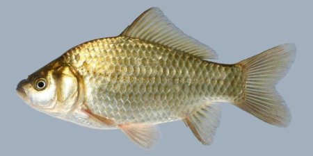 Карась обыкновенный и карась серебряный