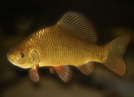 Карась золотой Carassius Carassius