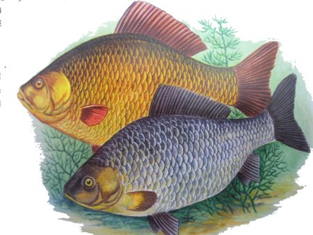 Карпообразные рыбы карась