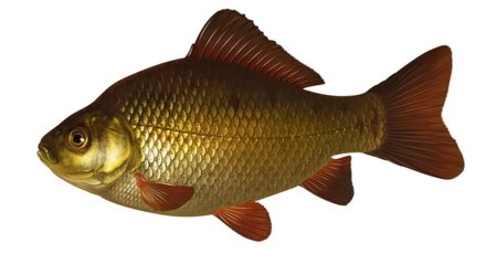 Карась для детей