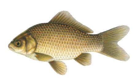 Серебряный карась (Carassius gibelio)