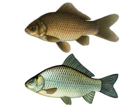 Карась золотой Carassius Carassius
