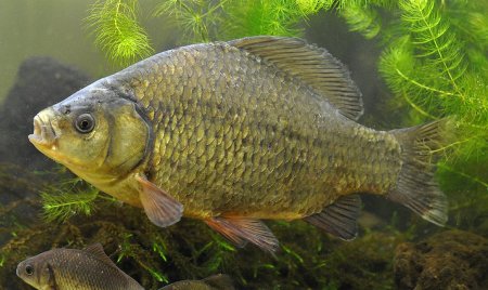 Карась обыкновенный Carassius Carassius