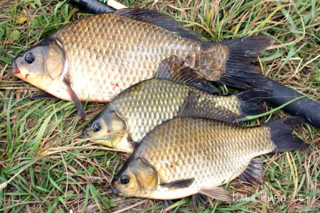 Карась (Carassius Carassius)