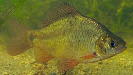 Карась обыкновенный Carassius Carassius