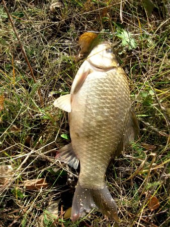 Карась обыкновенный