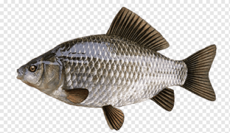 Карась серебрянный Речная рыба