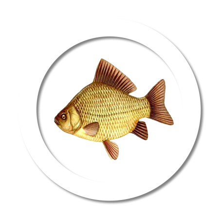 Карась обыкновенный Carassius Carassius