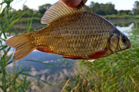 Карась мабуна