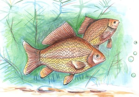 Нарисовать карася