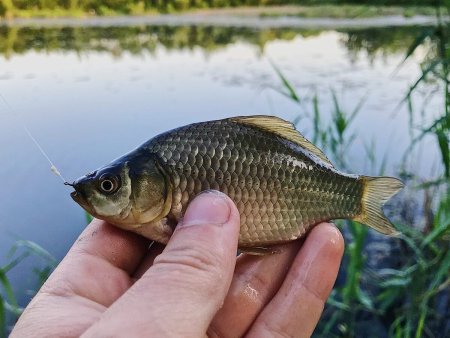 Карась Озерный