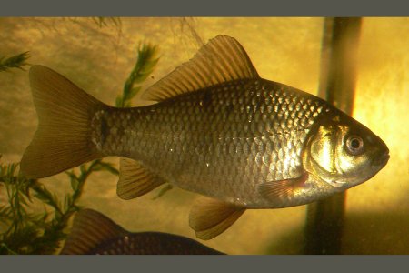 Карась обыкновенный Carassius Carassius
