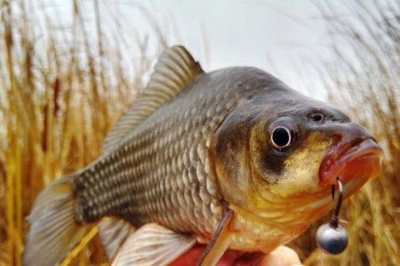 Рыбалка на карася