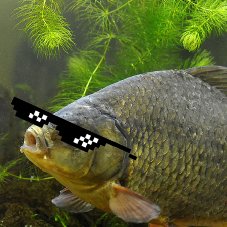 Карасик рыба