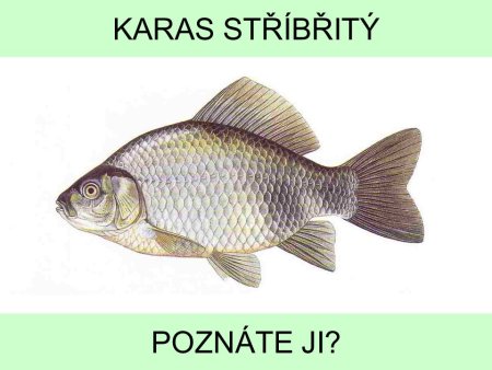 Карась обыкновенный