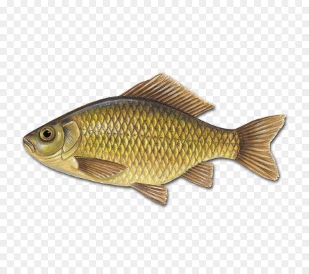Рыба карась