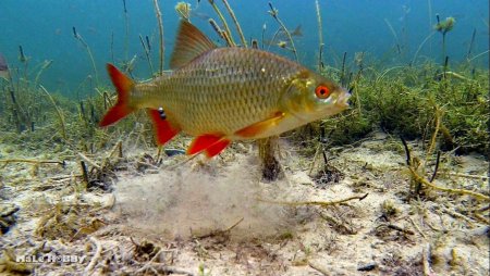 Астраханский заповедник красноперка